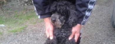 Pallino