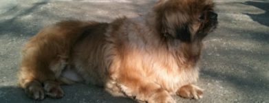 Pechinese