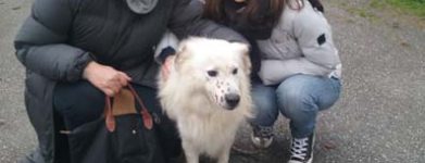 Pecorella