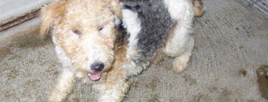 Peluche