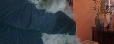 Persiano