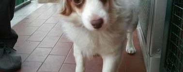 piccola