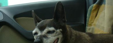 Piccola