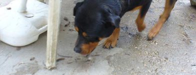 Rottweiler