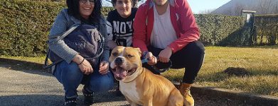 Pitbull