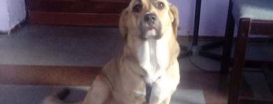 Ponghino