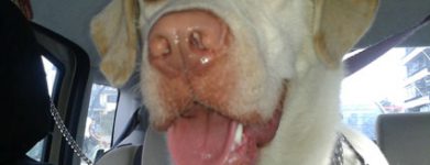 Quasi labrador