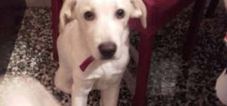 Quasi labrador