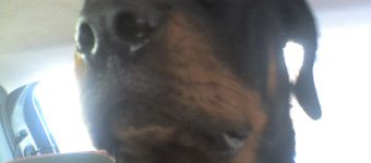Rottweiler