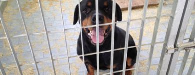 Rottweiler