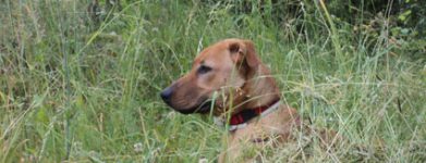 Rughetta