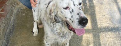 Setter