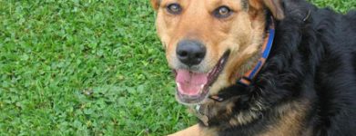 Shila