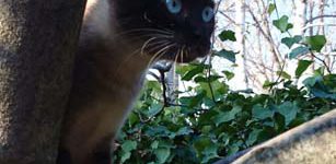 Siamese