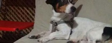 Snoopy