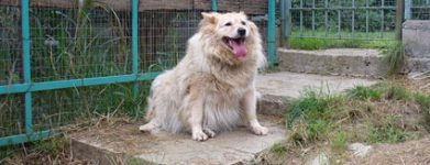 Solito