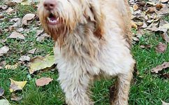 Spinone