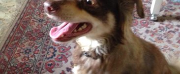 Stella