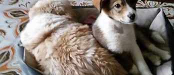 Cucciola dal sud