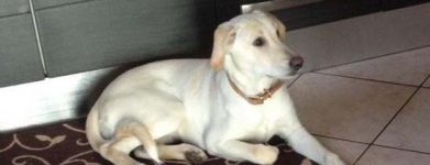 Cucciola dal sud 2