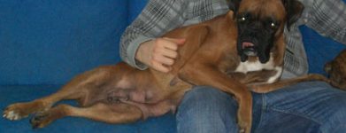 Tigre