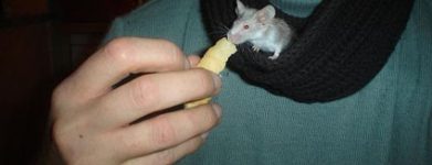 Topini