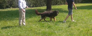 Wolf