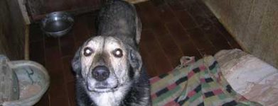 Wolly