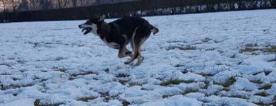 Zeus