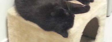 Gatto nero