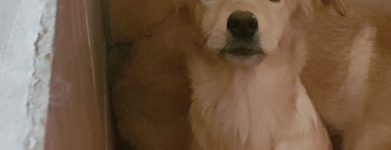 Kimba