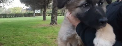 Cucciolo stupendo