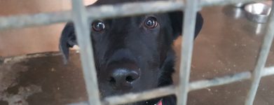 Finto labrador