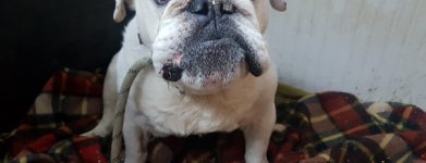 La favola di Ettore