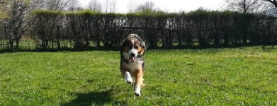 Achille