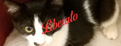 II liberazione!