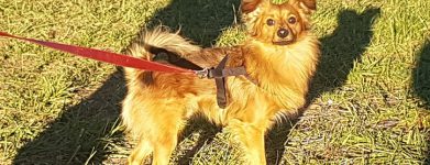 Il piccolo Dirdy