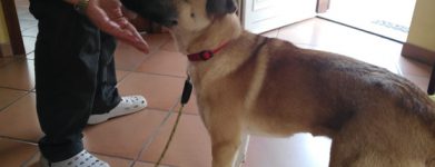 L’ultima cucciola