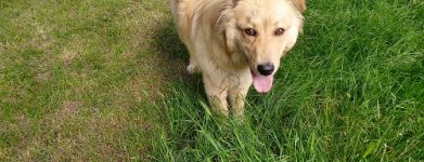 Milù