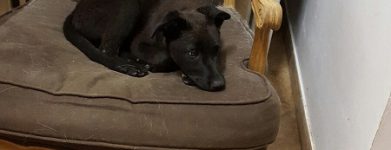 Cucciolo