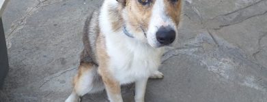 Ulisse