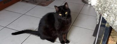 Gatto di 16 anni