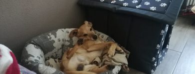 Tobia