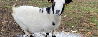 Caprette tibetane