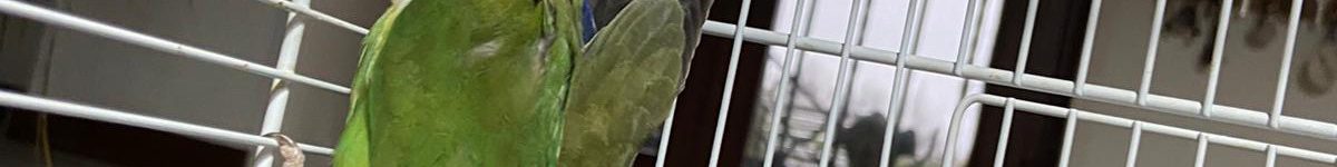 è morto …