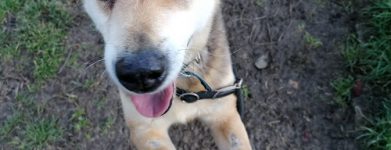 Pit 14 anni!
