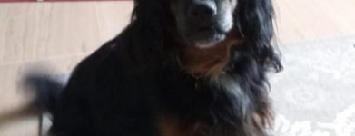 Ciao Jago