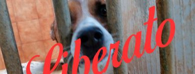 Achille