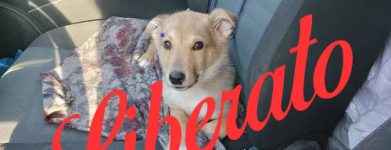 Il cucciolo Ruben