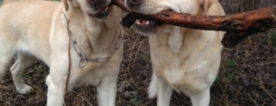 labrador femmina